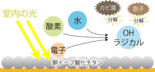 銅ドープ酸化チタンによる防カビメカニズム