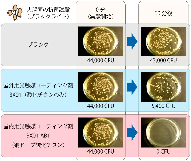 ブラックライト（紫外線環境下）での酸化チタンと銅ドープ酸化チタンの大腸菌抗菌試験結果