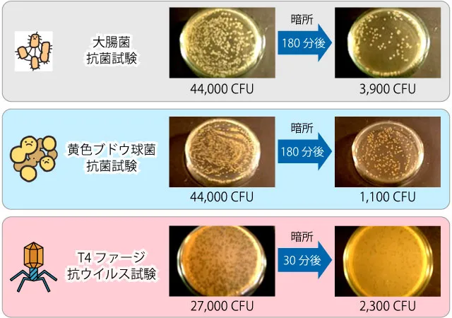 暗所での大腸菌抗菌試験、黄色ブドウ球菌抗菌試験、T4ファージ抗ウイルス試験
