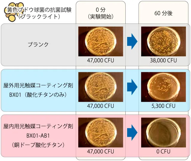 ブラックライト（紫外線環境下）での酸化チタンと銅ドープ酸化チタンの黄色ブドウ球菌抗菌試験結果