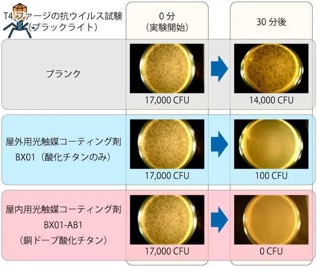 ブラックライト（紫外線環境下）での酸化チタンと銅ドープ酸化チタンのT4ファージ抗ウイルス試験結果